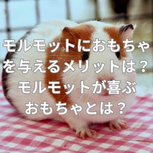 モルモットにおもちゃを与えるメリットは？モルモットが喜ぶおもちゃとは？