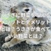 うさぎに野菜を与えるメリットとデメリットとは？うさぎが食べていい野菜とは？