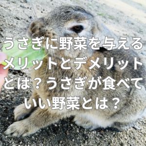 うさぎに野菜を与えるメリットとデメリットとは？うさぎが食べていい野菜とは？