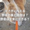 うさぎに与える野菜の量と頻度はどのくらい？野菜は主食にできる？