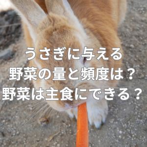 うさぎに与える野菜の量と頻度はどのくらい？野菜は主食にできる？