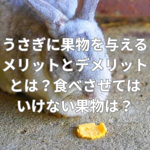 うさぎに果物を与えるメリットとデメリットとは？食べさせてはいけない果物は？