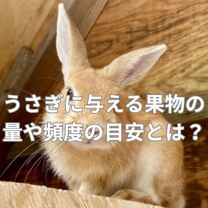 うさぎに与える果物の量や頻度の目安とは？