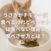 うさぎがチモシーは食べるけれどペレットは食べない理由と食べさせ方とは？