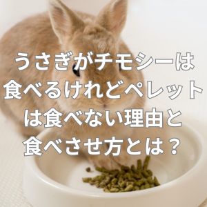 うさぎがチモシーは食べるけれどペレットは食べない理由と食べさせ方とは？