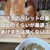 うさぎのペレットの量はどのくらいが最適？あげすぎると良くない？