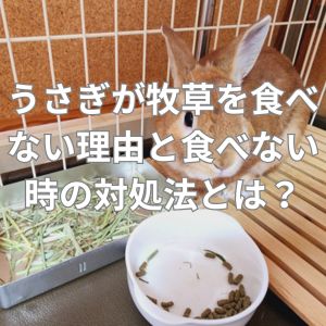 うさぎが牧草を食べない理由と食べない時の対処法とは？