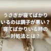 うさぎが寝てばかりいるのは調子が悪い？寝てばかりいる時の対処法とは？
