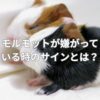 モルモットが嫌がっている時のサインとは？モルモットが喜ぶことは？