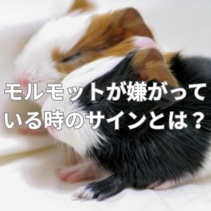 モルモットが嫌がっている時のサインとは？モルモットが喜ぶことは？