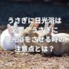 うさぎに日光浴は必要？うさぎに日光浴をさせる時の注意点とは？