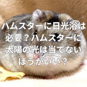 ハムスターに日光浴は必要？ハムスターに太陽の光は当てないほうがいい？