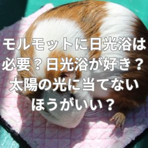 モルモットに日光浴は必要？日光浴が好き？太陽の光に当てないほうがいい？