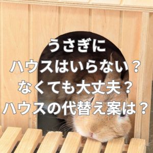うさぎにハウスはいらない？なくても大丈夫？ハウスの代替え案は？