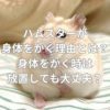 ハムスターが身体をかく理由とは？身体をかく時は放置しても大丈夫？