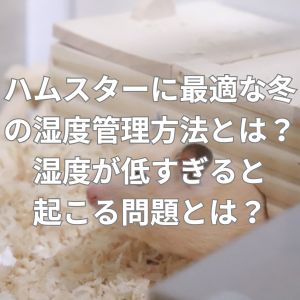 ハムスターに最適な冬の湿度管理方法とは？湿度が低すぎると起こる問題とは？