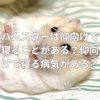 ハムスターは仰向けで寝ることがある？仰向けで寝る病気がある？