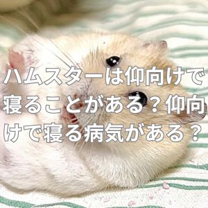 ハムスターは仰向けで寝ることがある？仰向けで寝る病気がある？
