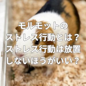 モルモットのストレス行動とは？ストレス行動は放置しないほうがいい？