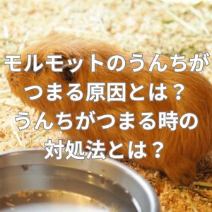 モルモットのうんちがつまる原因とは？うんちがつまる時の対処法とは？