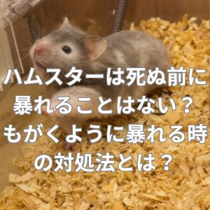 ハムスターは死ぬ前に暴れることはない？もがくように暴れる時の対処法とは？