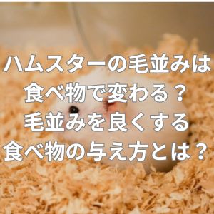 ハムスターの毛並みは食べ物で変わる？毛並みを良くする食べ物の与え方とは？