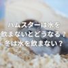 ハムスターは水を飲まないとどうなる？冬になると水を飲まない？