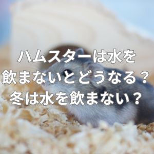 ハムスターは水を飲まないとどうなる？冬になると水を飲まない？