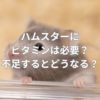 ハムスターにビタミンは必要？不足するとどうなる？ビタミン補給のおすすめは？