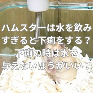 ハムスターは水を飲みすぎると下痢をする？下痢の時は水を与えないほうがいい？