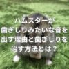 ハムスターが歯ぎしりみたいな音を出す理由と歯ぎしりを治す方法とは？
