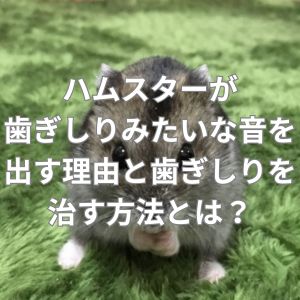 ハムスターが歯ぎしりみたいな音を出す理由と歯ぎしりを治す方法とは？
