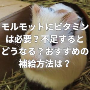 モルモットにビタミンは必要？不足するとどうなる？おすすめの補給方法は？