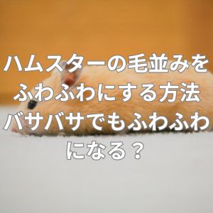 ハムスターの毛並みをふわふわにする方法とは？バサバサでもふわふわになる？