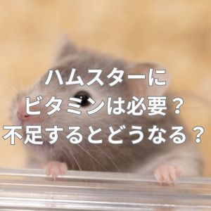 ハムスターにビタミンは必要？不足するとどうなる？ビタミン補給のおすすめは？