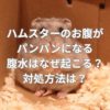 ハムスターのお腹がパンパンになる腹水とは？なぜ起こる？対処方法は？