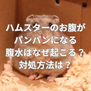 ハムスターのお腹がパンパンになる腹水とは？なぜ起こる？対処方法は？