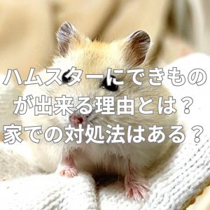 ハムスターにできものが出来る理由とは？家での対処法はある？