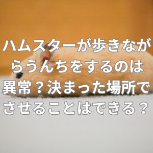 ハムスターが歩きながらうんちをするのは異常？決まった場所でさせることはできる？