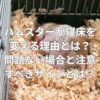 ハムスターが寝床を変える理由とは？問題ない場合と注意すべきサインとは？