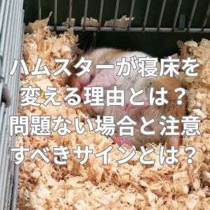 ハムスターが寝床を変える理由とは？問題ない場合と注意すべきサインとは？